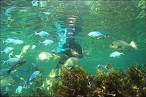 f010206: Snorkeldiver surrounded by fish