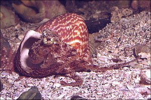 f012313: NZ's smallest octopus