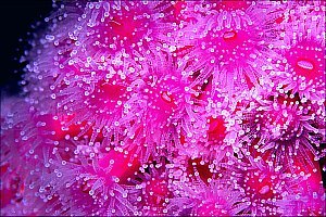 f021315: Purple jewel anemones