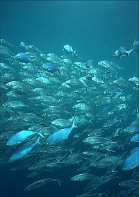 f024633: Fast swimming trevally and blue maomao