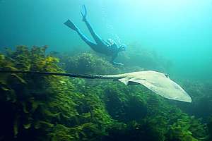 snorkeldiver and long-tailed stingray
