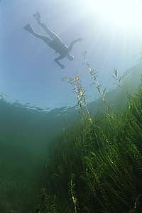 snorkelling over the water weeds in a freshwater lake
