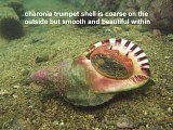 charonia trumpet shell