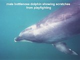 bottllenose dolphin