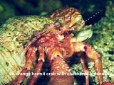orange hermit crab