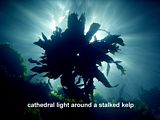 stalked kelp