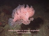zebra frogfish or angler-fish