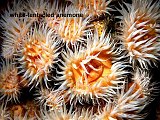 white tentacled anemone