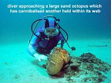 diver and sand octopus