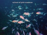 school of pink maomao