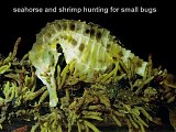 seahorse and shrimp