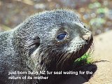 baby NZ fur seal