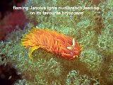 Janolus ignis nudibranch