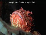 cooks scorpionfish