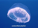unidentified jellyfish