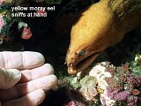yellow moray eel