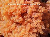 bryozoan firs