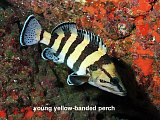 yellow-banded perch