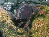 blackfinger crab