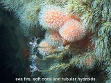 sea firs, soft corals and tubular hydroids