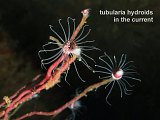 tubularia hydroids