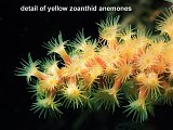 zoanthid anemones