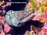 mosaic moray eel