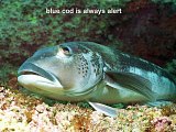 blue cod