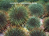 urchins (kina)
