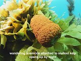 wandering anemone