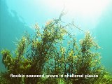flexible seaweed