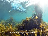 snorkeldiver over kelp forest