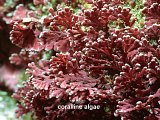 coralline algae