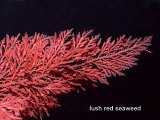 red seaweed