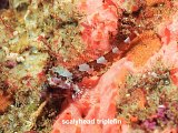 scalyhead triplefin