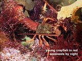 young crayfish