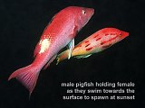 spawning male and female pigfish