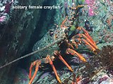 female crayfish