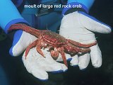 moult of red rock crab