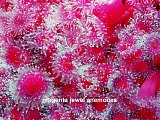 magenta jewel anemones