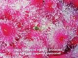 Yaldwyns triplefin in magenta jewel anemones