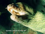 yellow moray eel