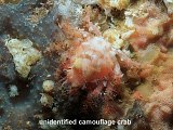 camouflage crab