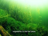 vegetation in Kai Iwi lakes
