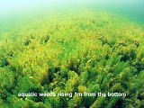 fresh water aquatic weeds