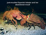 just-moulted Spanish lobster