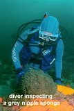 diver and grey nippel sponge