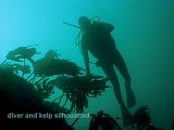 diver and kelp silhouetted