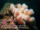 deadmans finger soft coral