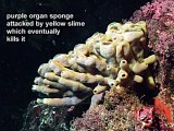 dying purple organ sponge